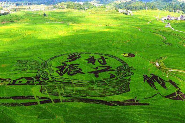 鄉(xiāng)村振興與智慧農業(yè)的發(fā)展息息相關？