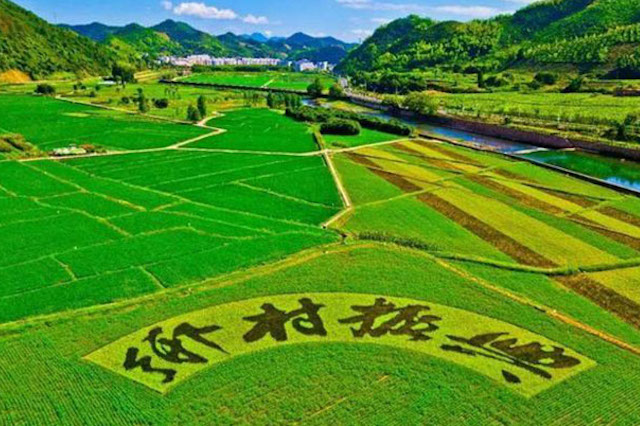 國家大力扶持鄉(xiāng)村振興，年輕人不可錯過的5個創(chuàng)業(yè)機會！