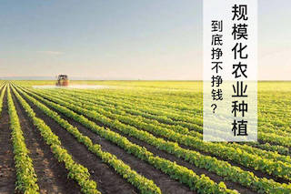 規(guī)模化農業(yè)種植不賺錢？別鬧了，那是你不會經營導致的