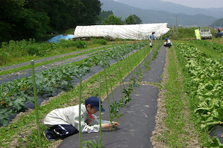 對比美國和日本農(nóng)業(yè)發(fā)展，中國農(nóng)業(yè)路在何方？