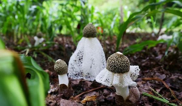 玉米地套種的環(huán)境.jpeg 玉米地套種的環(huán)境.jpeg