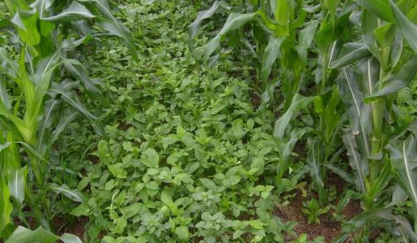 適合在玉米地套種的蔬菜品類.jpeg 適合在玉米地套種的蔬菜品類.jpeg